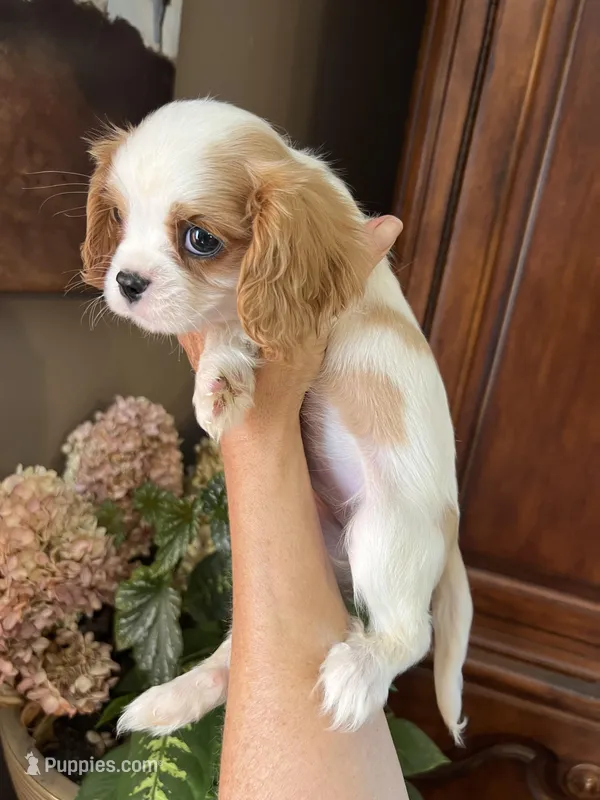 Ava, a female Cavalier King Charles Spaniel for sale in Centuria, WI – Photo 1 of 10