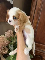 Ava, a female Cavalier King Charles Spaniel for sale in Centuria, WI – Photo 1 of 10