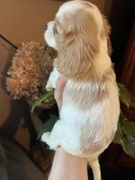 Aspen, a male Cavalier King Charles Spaniel for sale in Centuria, WI – Photo 8 of 9
