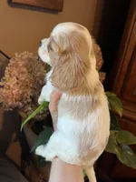 Aspen, a male Cavalier King Charles Spaniel for sale in Centuria, WI – Photo 2 of 9