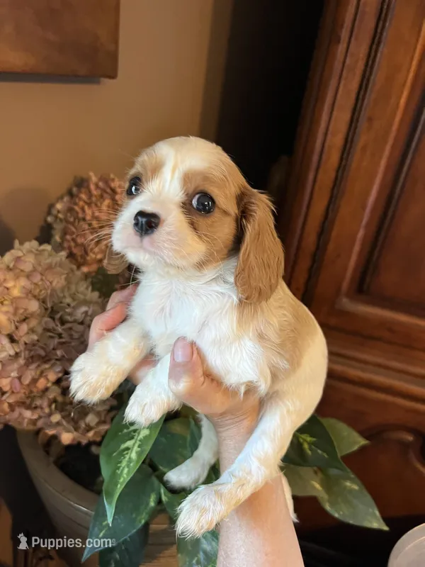 Aspen, a male Cavalier King Charles Spaniel for sale in Centuria, WI – Photo 1 of 9