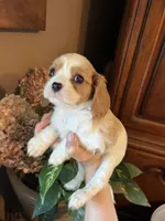 Aspen, a male Cavalier King Charles Spaniel for sale in Centuria, WI – Photo 1 of 9