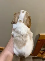 Aspen, a male Cavalier King Charles Spaniel for sale in Centuria, WI – Photo 4 of 9