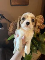 Aspen, a male Cavalier King Charles Spaniel for sale in Centuria, WI – Photo 9 of 9