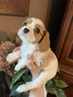 Aspen, a male Cavalier King Charles Spaniel for sale in Centuria, WI – Photo 7 of 9