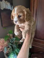 Flint , a male Cavalier King Charles Spaniel for sale in Centuria, WI – 5 of 10