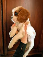 Chrissy, a female Cavalier King Charles Spaniel for sale in Centuria, WI – Photo 5 of 8