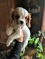 Chrissy, a female Cavalier King Charles Spaniel for sale in Centuria, WI – Photo 3 of 8