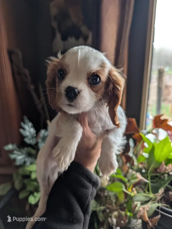 Chrissy – Cavalier King Charles Spaniel puppy for sale in Centuria, WI