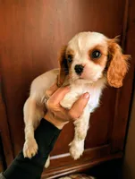 Chrissy, a female Cavalier King Charles Spaniel for sale in Centuria, WI – Photo 2 of 8