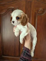 Chrissy, a female Cavalier King Charles Spaniel for sale in Centuria, WI – Photo 7 of 8