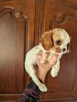 Chrissy, a female Cavalier King Charles Spaniel for sale in Centuria, WI – Photo 6 of 8