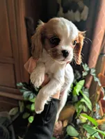 Chrissy, a female Cavalier King Charles Spaniel for sale in Centuria, WI – Photo 4 of 8