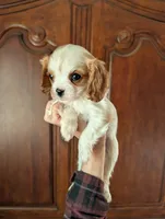 Chrissy, a female Cavalier King Charles Spaniel for sale in Centuria, WI – Photo 8 of 8