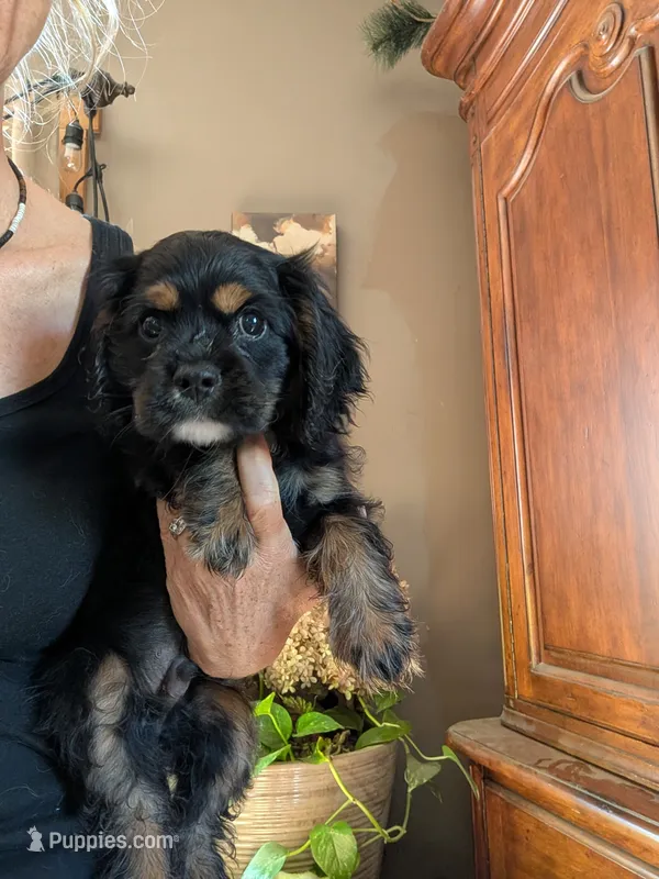 Knight – Cavalier King Charles Spaniel puppy for sale in Centuria, WI