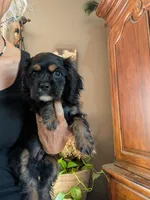 Knight- pending pick up , a male Cavalier King Charles Spaniel for sale in Centuria, WI – 1 of 9