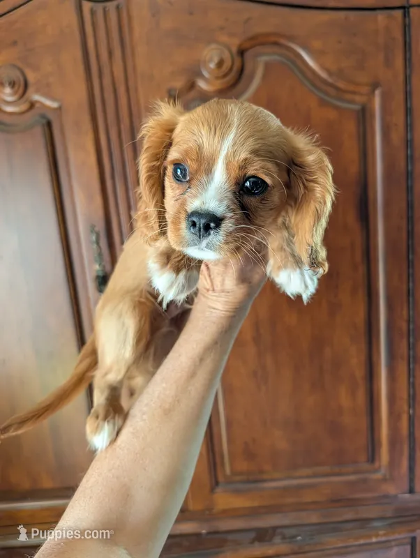 Flint  – Cavalier King Charles Spaniel puppy for sale in Centuria, WI
