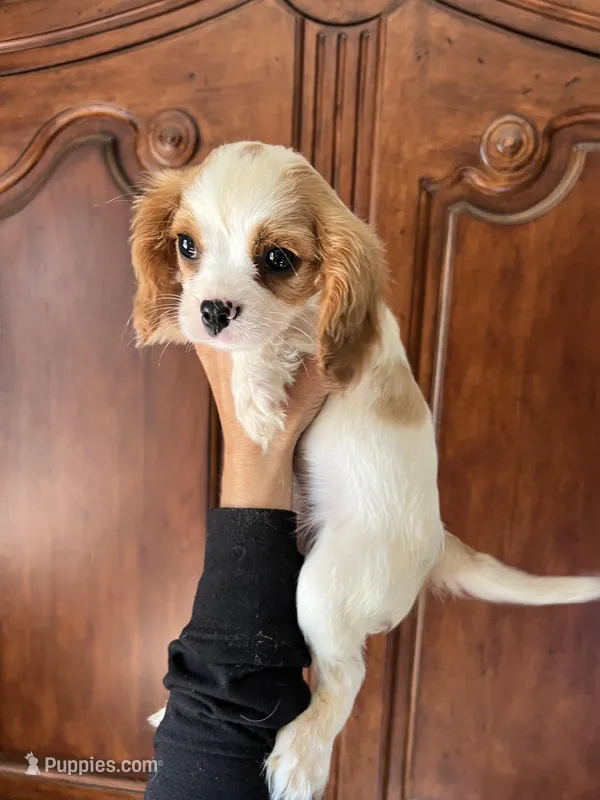 Avalon, a female Cavalier King Charles Spaniel for sale in Centuria, WI – Photo 1 of 10