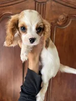 Avalon, a female Cavalier King Charles Spaniel for sale in Centuria, WI – Photo 4 of 10