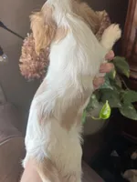 Avalon, a female Cavalier King Charles Spaniel for sale in Centuria, WI – Photo 5 of 10