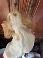 Avalon, a female Cavalier King Charles Spaniel for sale in Centuria, WI – Photo 10 of 10