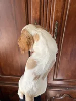 Avalon, a female Cavalier King Charles Spaniel for sale in Centuria, WI – Photo 9 of 10