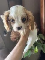 Avalon, a female Cavalier King Charles Spaniel for sale in Centuria, WI – Photo 8 of 10