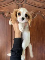 Avalon, a female Cavalier King Charles Spaniel for sale in Centuria, WI – Photo 2 of 10