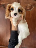 Avalon, a female Cavalier King Charles Spaniel for sale in Centuria, WI – Photo 3 of 10
