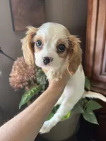 Avalon, a female Cavalier King Charles Spaniel for sale in Centuria, WI – Photo 6 of 10