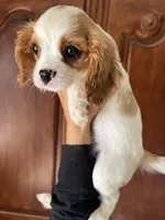 Avalon, a female Cavalier King Charles Spaniel for sale in Centuria, WI – Photo 7 of 10