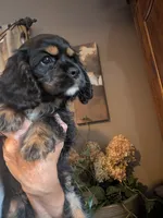 Knight- pending pick up , a male Cavalier King Charles Spaniel for sale in Centuria, WI – 6 of 9