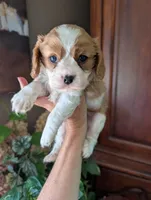 Brooks , a male Cavalier King Charles Spaniel for sale in Centuria, WI – 7 of 10