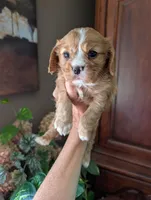 Flint , a male Cavalier King Charles Spaniel for sale in Centuria, WI – 8 of 10