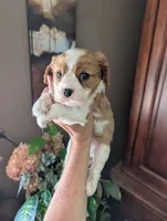 Brooks , a male Cavalier King Charles Spaniel for sale in Centuria, WI – 4 of 10