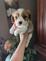 Brooks , a male Cavalier King Charles Spaniel for sale in Centuria, WI – 2 of 10