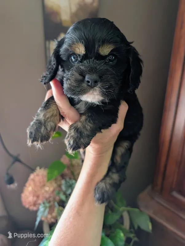 Knight – Cavalier King Charles Spaniel puppy for sale in Centuria, WI
