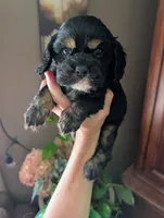 Knight, a male Cavalier King Charles Spaniel for sale in Centuria, WI – 1 of 10