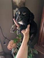 Knight, a male Cavalier King Charles Spaniel for sale in Centuria, WI – 8 of 10