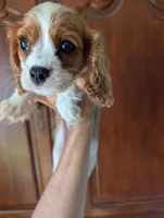 Brooks , a male Cavalier King Charles Spaniel for sale in Centuria, WI – 2 of 10