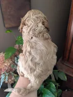 Leaf , a male Cavalier King Charles Spaniel for sale in Centuria, WI – 8 of 8
