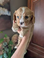 Flint , a male Cavalier King Charles Spaniel for sale in Centuria, WI – 10 of 10
