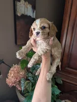 Leaf , a male Cavalier King Charles Spaniel for sale in Centuria, WI – 2 of 8