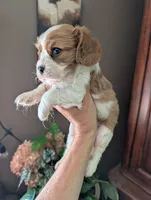 Brooks , a male Cavalier King Charles Spaniel for sale in Centuria, WI – 10 of 10
