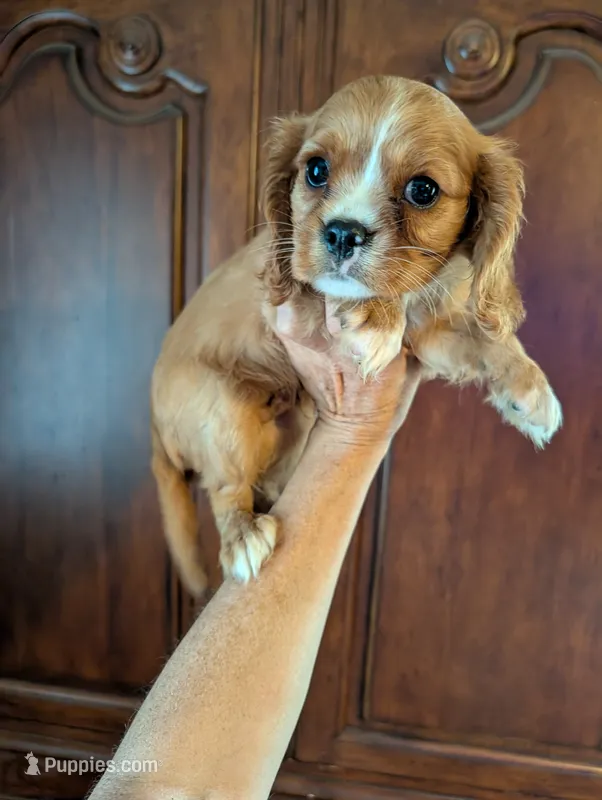 Flint  – Cavalier King Charles Spaniel puppy for sale in Centuria, WI
