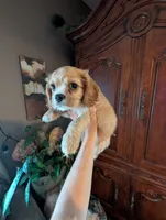 Leaf , a male Cavalier King Charles Spaniel for sale in Centuria, WI – 6 of 8