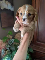 Flint , a male Cavalier King Charles Spaniel for sale in Centuria, WI – 3 of 10