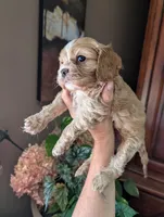 Leaf , a male Cavalier King Charles Spaniel for sale in Centuria, WI – 6 of 8
