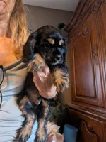 Knight- pending pick up , a male Cavalier King Charles Spaniel for sale in Centuria, WI – 4 of 9