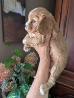 Flint , a male Cavalier King Charles Spaniel for sale in Centuria, WI – 6 of 10